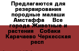 Предлагаются для резервирования породные малаши Амстаффа  - Все города Животные и растения » Собаки   . Карачаево-Черкесская респ.